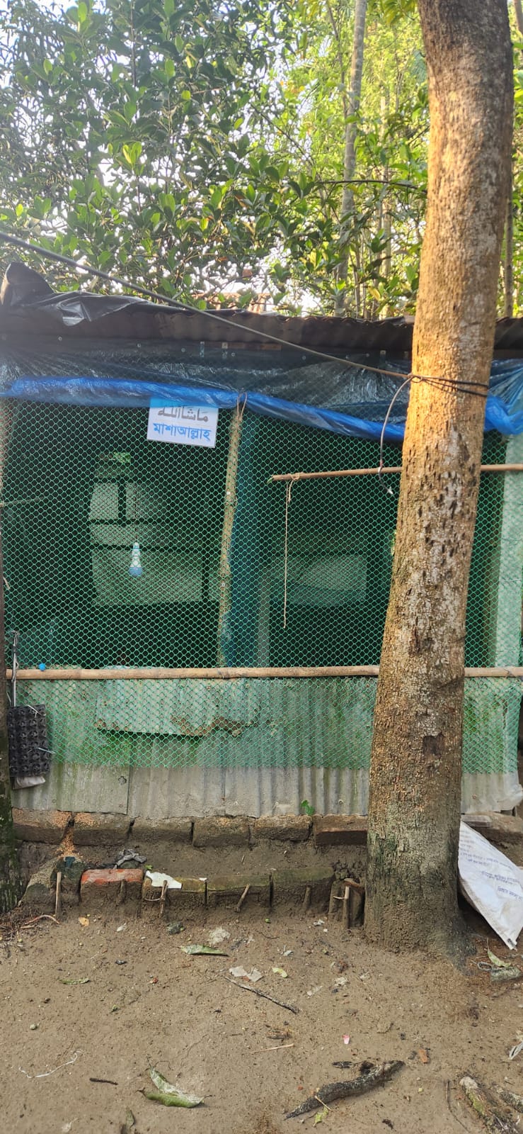 মাদিনা হারভেস্ট কোয়েল খামার ত্রিশাল ময়মনসিংহ - তাজা কোয়েল ডিম সংগ্রহ
